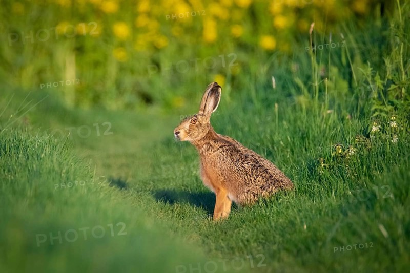 A hare sits in front of a flowering rape field near Frankfurt am Main, Frankfurt am Main, Hesse, Germany