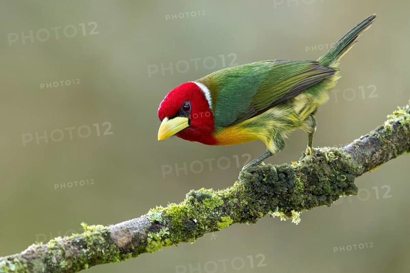Red-headed Barbet (Eubucco bourcierii) perched on a branch in Colombia, South America