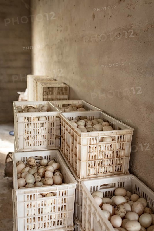 Duck eggs, Jiang Su Xiang Gui Breeding Co. Ltd, Xiang Shui County, China