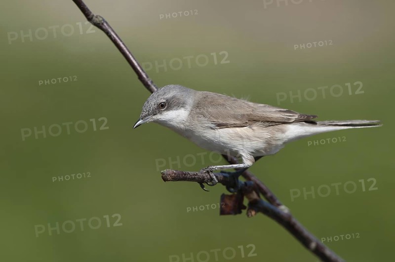 Lesser Whitethroat (Sylvia curruca), Schleswig-Holstein, Germany