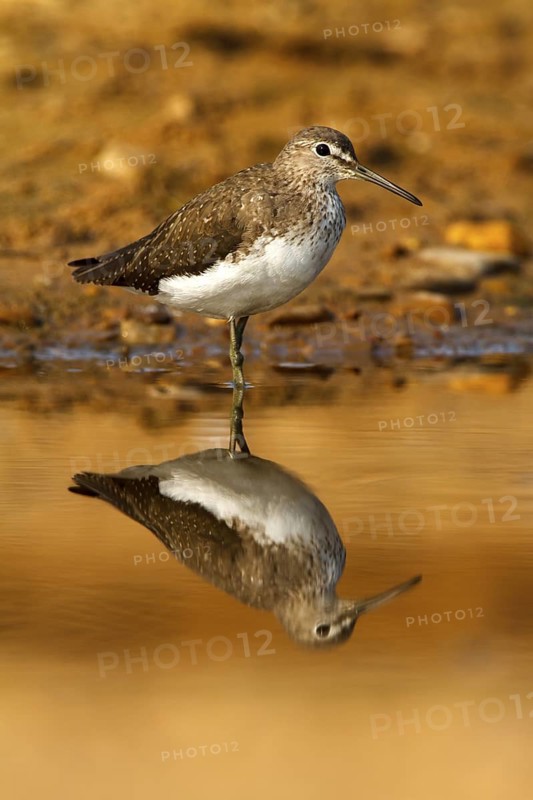 Green Sandpiper (Tringa ochropus), Castile-La Mancha, Spain