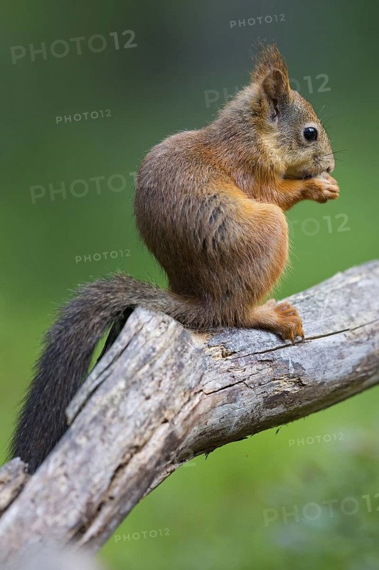 Squirrel, animals, mammals, biotope, habitat, foraging, eats, squirrel, Lentiira, Lentiira Kuhmo, Finland