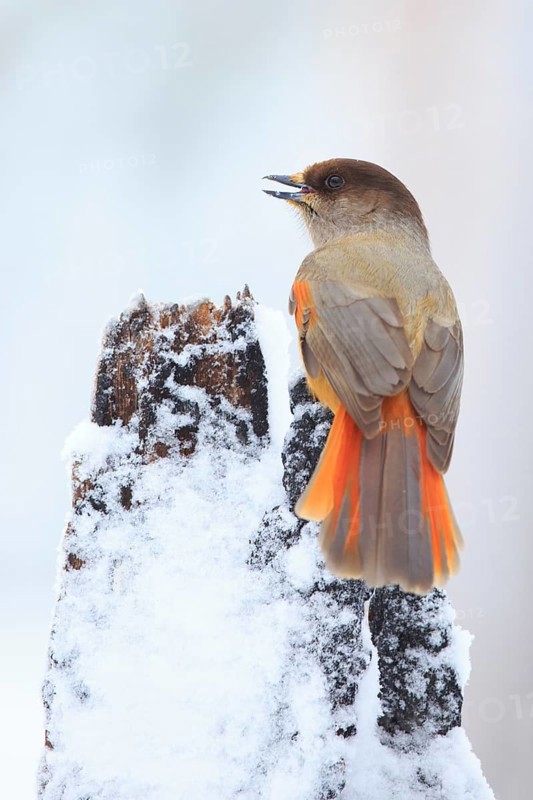 Siberian Jay (Perisoreus infaustus), Finland