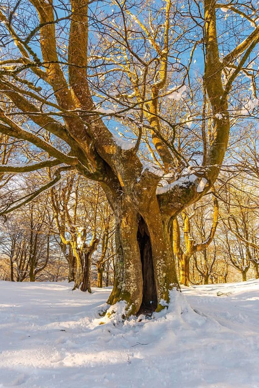 Oianleku Natural Park at sunrise, snowy beech forest in the town of Oiartzun in Peñas de Aya, Gipuzkoa. Basque Country
