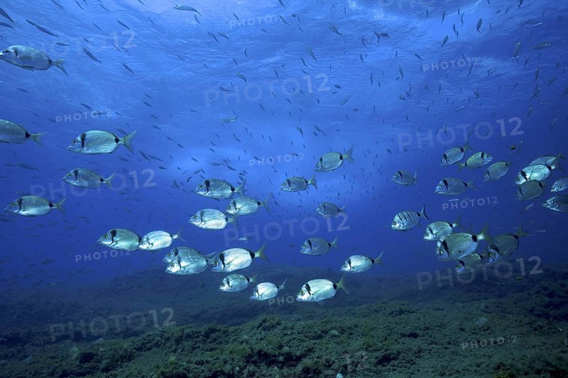 Two-banded seabream (Diplodus vulgaris)