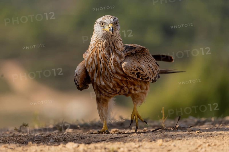 Red kite (Milvus milvus), on the ground, Catalonia, Spain