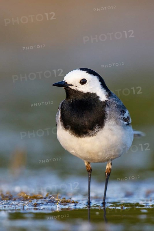 White Wagtail (Motacilla alba), North Rhine-Westphalia, Germany