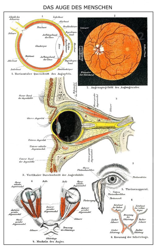 Historic anatomical illustration, 19th century, human Eye, menschliches Auge, anatomische Illustration, 19. Jahrhundert