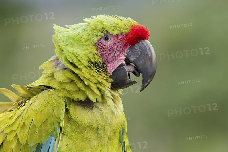 Portrait of an endangered great green macaw
