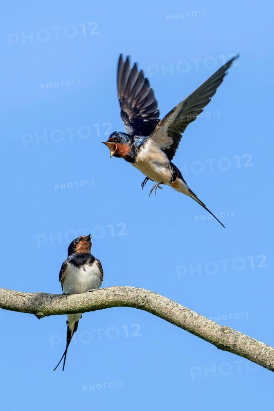 Two barn swallows (Hirundo rustica, Hirundo erythrogaster), male calling in flight to female perched on tree branch in spring