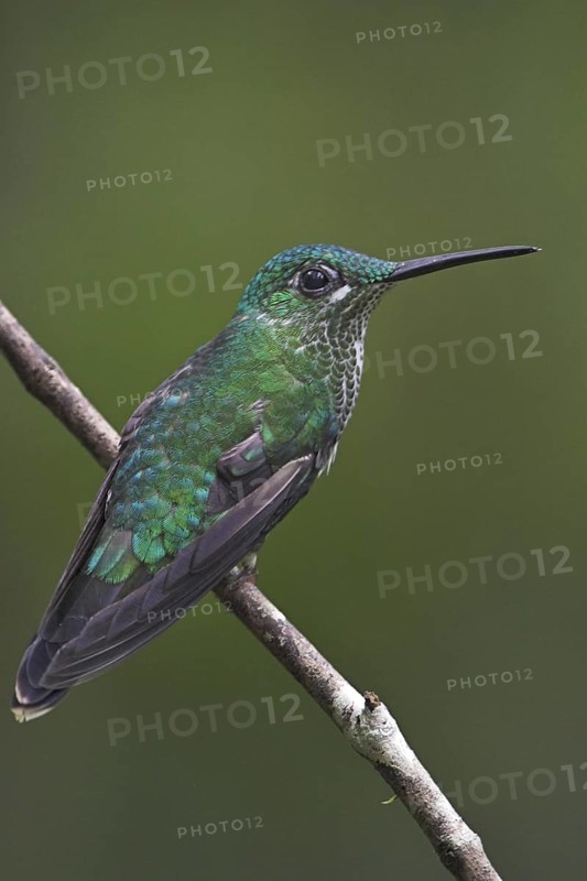 Green-crowned Brilliant (Heliodoxa jacula), Costa Rica