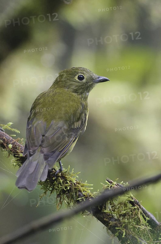 Olivaceous Piha (Snowornis cryptolophus), Pichincha, Ecuador