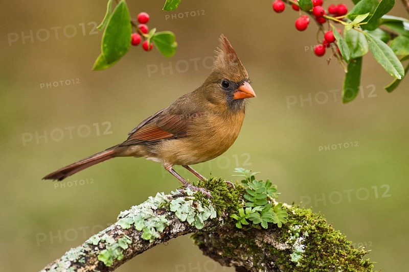 Northern Cardinal (Cardinalis cardinalis) female perched on a branch, Texas, USA