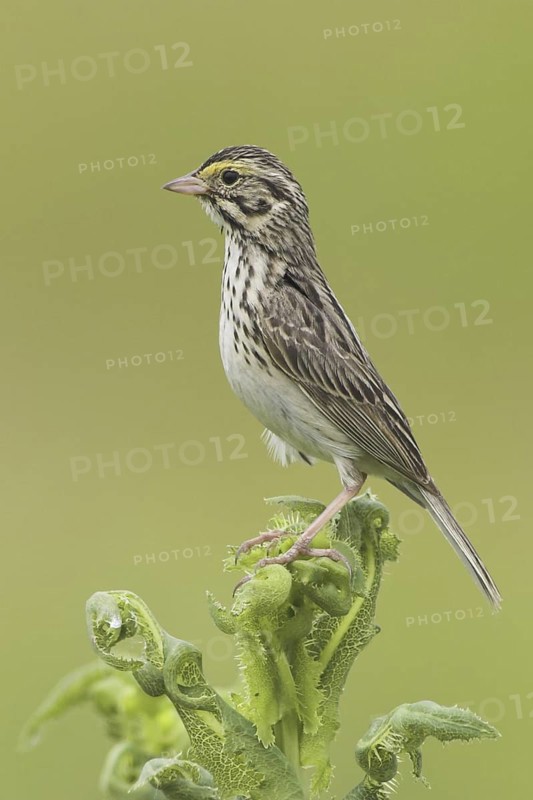 Savannah Sparrow (Passerculus sandwichensis), British Columbia, Canada