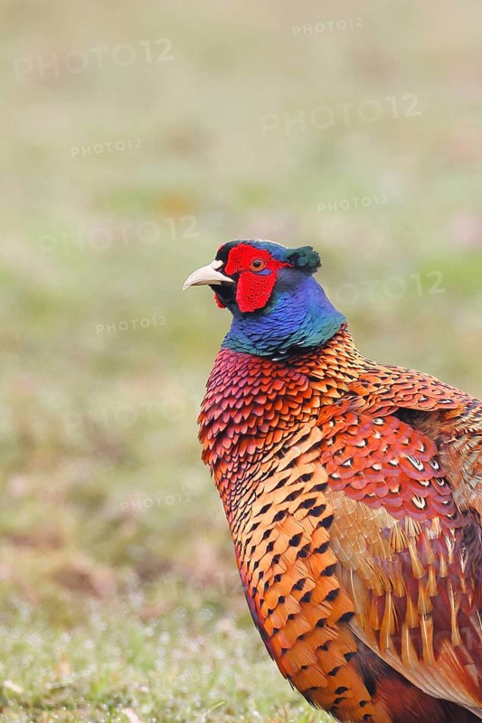 Pheasant, hunting pheasant (Phasianus colchicus), adult male bird in a meadow, animal portrait, wildlife, Lembruch, Ochsen Moor, Dümmer nature park Park, Lower Saxony, Germany