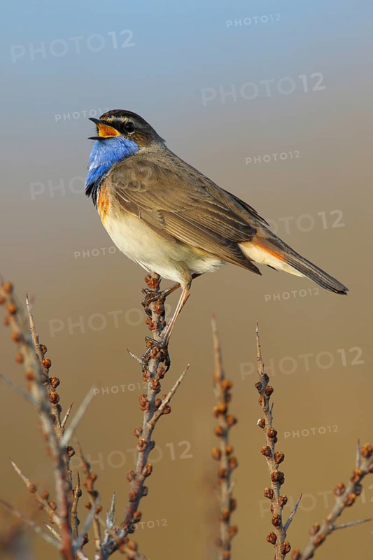 Bluethroat (Luscinia svecica cyanecula) male singing, Texel, Netherlands