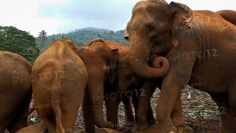 A group of Asian elephants (elephus maximus) gather close together in the jungle, the atmosphere is familiar and cosy