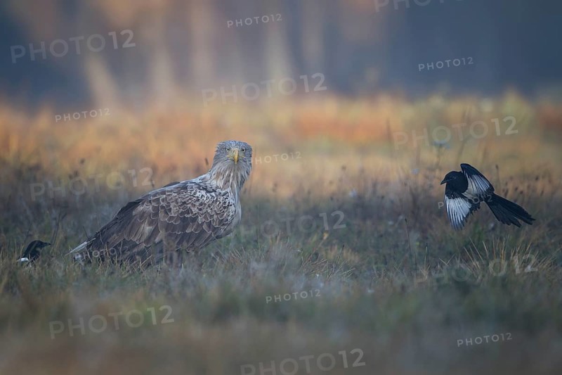 White-tailed Eagle & Eurasian Magpie (Haliaeetus albicilla & Pica pica), Poland