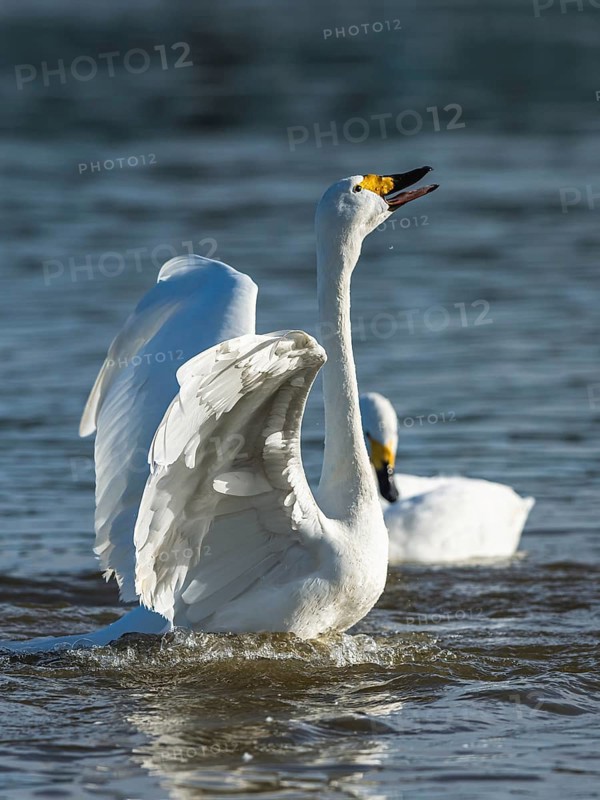 Tundra Swan, Bewick's Swan, Cygnus columbianus at winter in Slimbridge, England, United Kingdom
