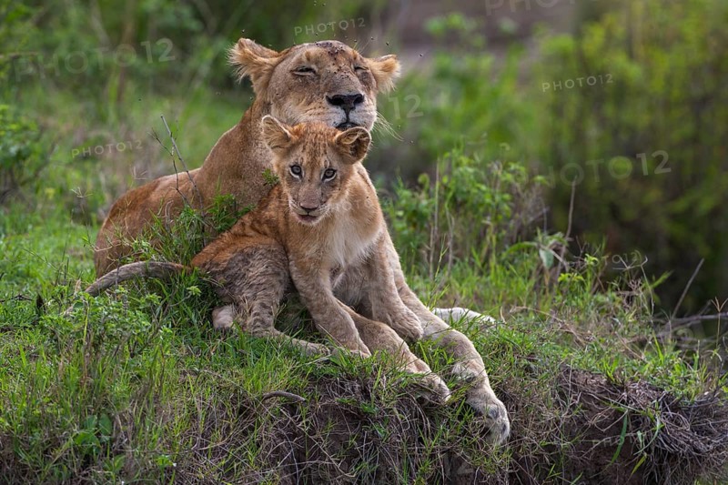 Lioness (Panthera leo) motherly love, South Africa