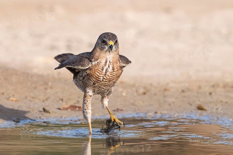 Levant Sparrowhawk (Accipiter brevipes) at a waterhole, Eilat, Israel
