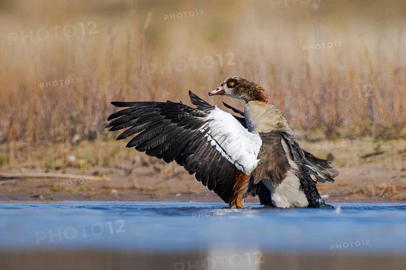 Egyptian Goose (Alopochen aegyptiaca) bathing, North Rhine-Westphalia, Germany