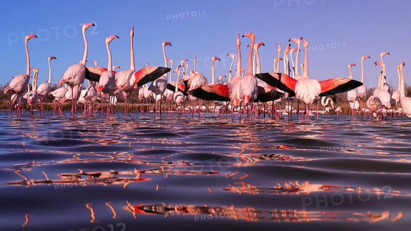 Stunning image depicting pink flamingos participating in their nuptial display in the serene waters of the French Camargue, highlighted by the vivid hues of sunset