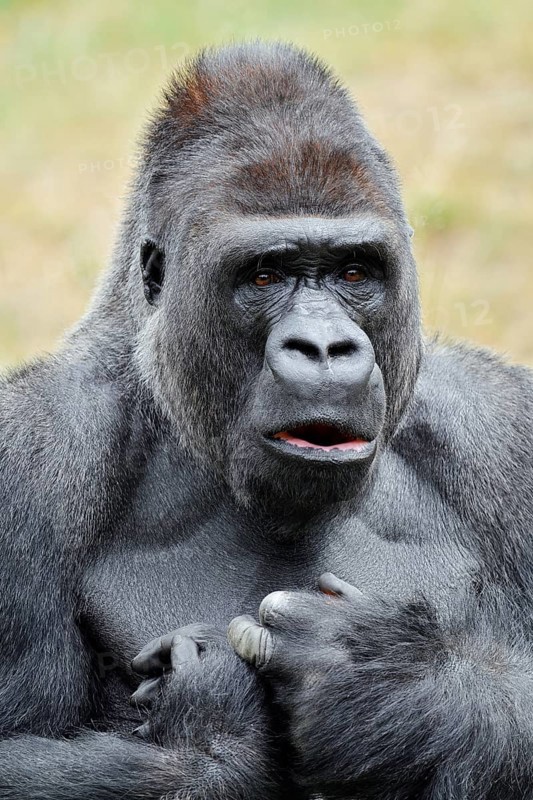 Western lowland gorilla (Gorilla gorilla gorilla), male, silverback, portrait, captive, native to Africa