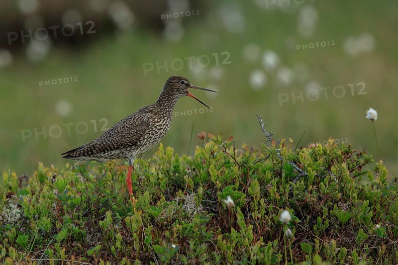 Common Redshank (Tringa totanus) calling, Dalarna, Sweden