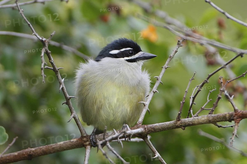 Yellow-rumped Tinkerbird (Pogoniulus bilineatus), Nyeri County, Kenya