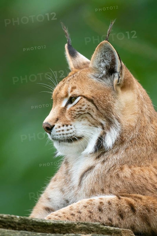 Portrait of a lynx (Lynx lynx), Haltern, North Rhine-Westphalia, Germany