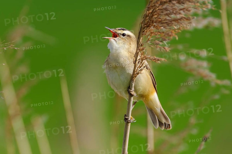 Sedge Warbler (Acrocephalus schoenobaenus) singing, Lower Saxony, Germany