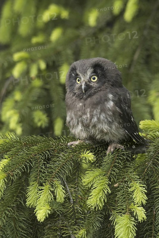 Boreal Owl (Aegolius funereus), Saxony, Germany