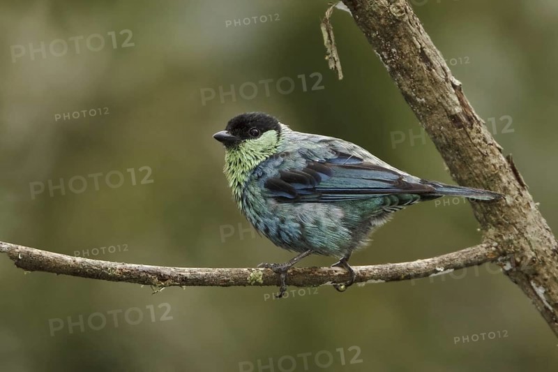 Black-capped Tanager (Tangara heinei), Ecuador