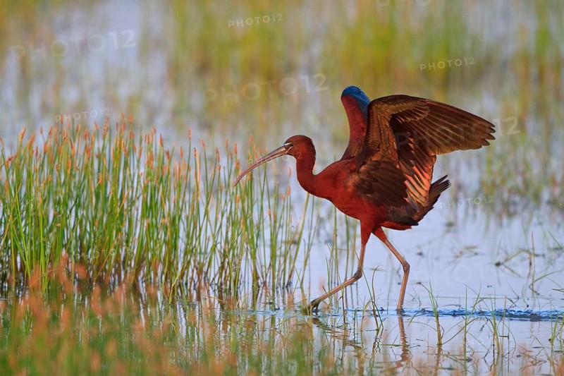 Glossy Ibis (Plegadis falcinellus) foraging, Greece