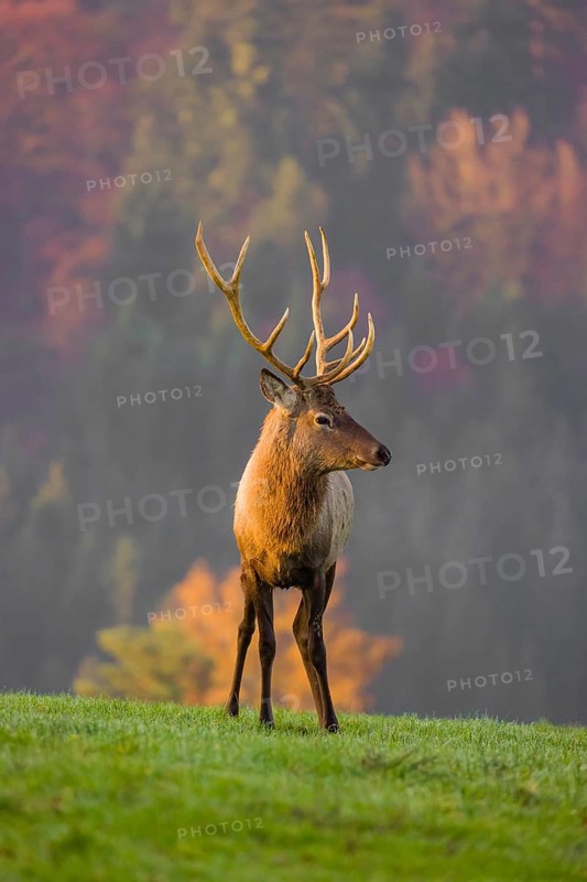 An Altai maral stag, Altai wapiti or Altai elk (Cervus canadensis sibiricus) stands on a meadow in the very first light of the day. Trees in autumn colors stand in the background