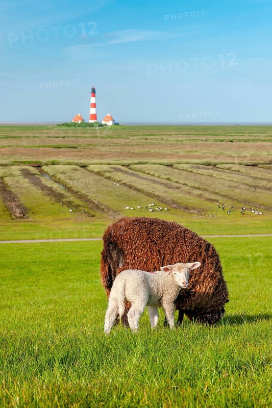 A brown sheep and a white lamb graze on a dyke at the North Sea, in the background the lighthouse Westerheversand, Westerhever, peninsula Eiderstedt, Schleswig-Holstein, Germany