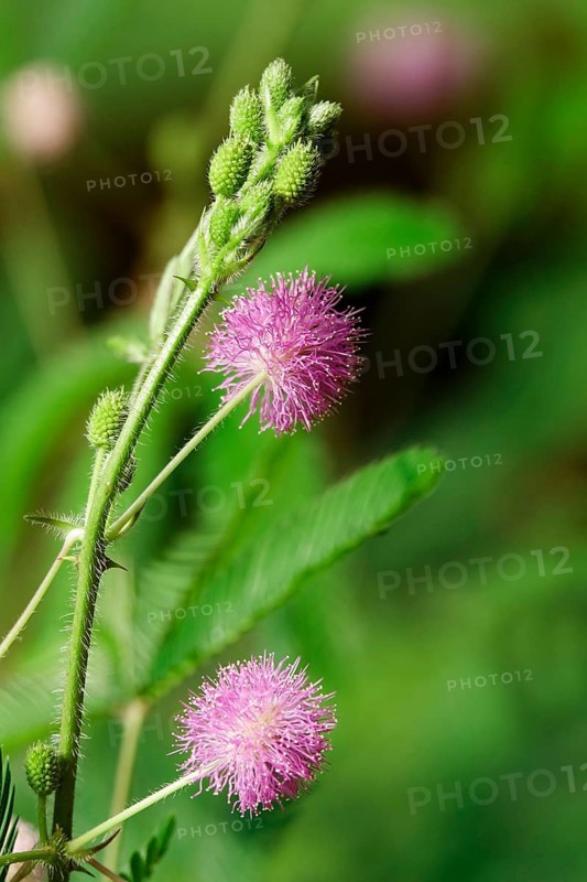 Mimosa, Summer, Germany