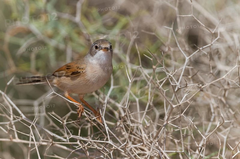 Spectacled Warbler - Brillengrasmücke - Sylvia conspicillata ssp. conspicillata, Morocco, 2nd cy male