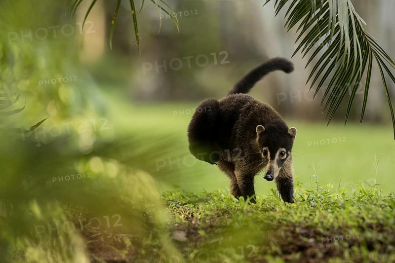 Coatimundi, Osa Peninsula, Costa Rica