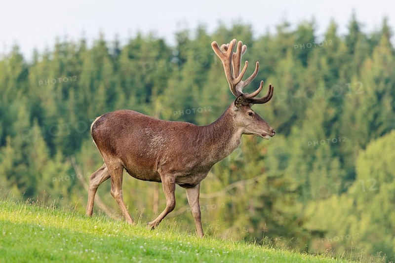 A red deer stag (Cervus elaphus) with its velvet antlers runs across a green meadow in hilly terrain. A forest can be seen in the background. Bavaria, Germany