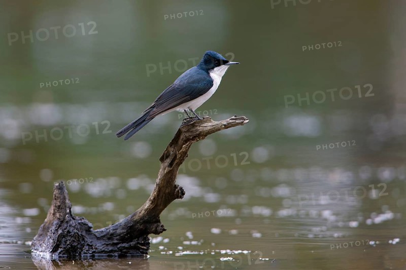 Restless Flycatcher (Myiagra inquieta) perched on a branch, Victoria, Australia