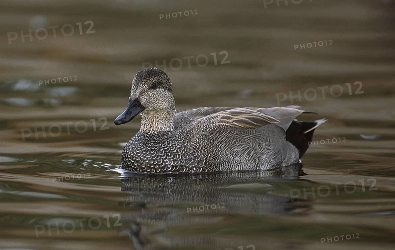 Gadwall (Mareca strepera) male, California, USA