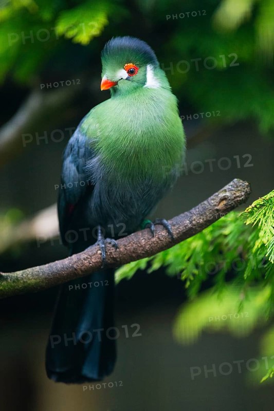 White-cheeked Turaco (Menelikornis leucotis), adult bird perched on a branch, native to Sudan, South Sudan, Ethiopia and Eritrea, captive, Germany