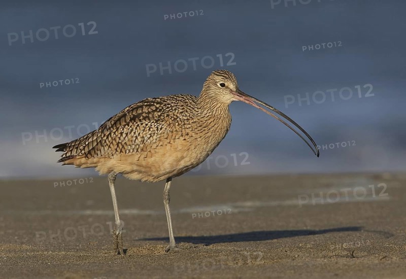 Long-billed Curlew (Numenius americanus), California, USA