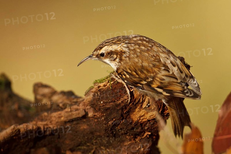 Eurasian Treecreeper (Certhia familiaris), Rhineland-Palatinate, Germany