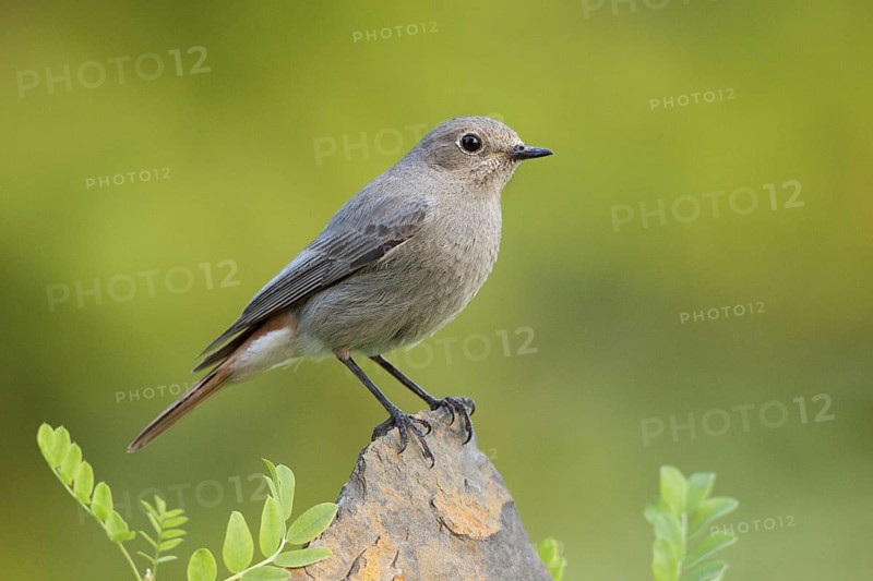 Black Redstart (Phoenicurus ochruros) female, St. Gallen, Switzerland