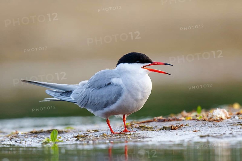 Common Tern (Sterna hirundo) calling, North Rhine-Westphalia, Germany