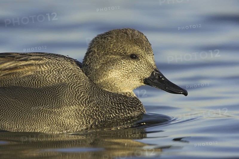 Gadwall (Mareca strepera) male, Ontario, Canada