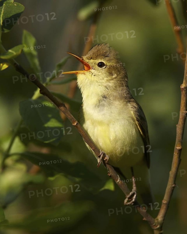 Icterine Warbler (Hippolais icterina) singing, Mecklenburg-Western Pomerania, Germany
